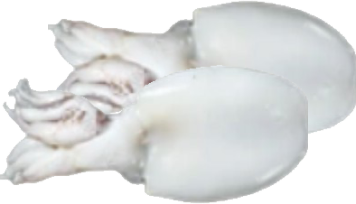 Frozen Premium Seafood Exporter: Cleaned Baby Cuttlefish - Indoseas
