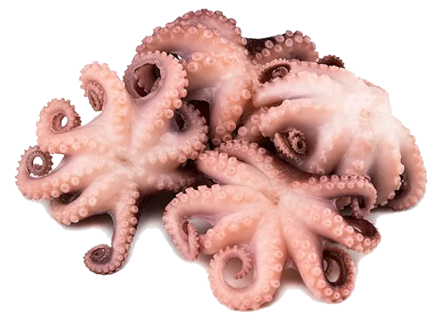 Baby Octopus Flower WC - Indoseas