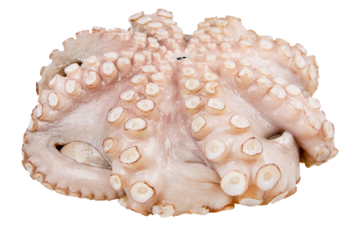 Octopus Flower WC - Indoseas