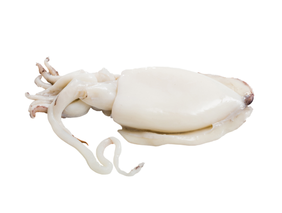 Cleaned Cuttlefish - Indoseas