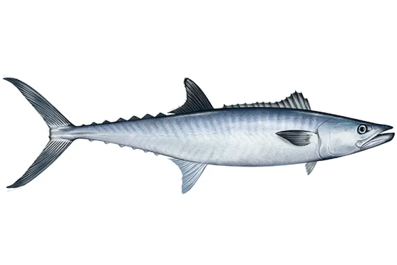 Fresh, Live and Frozen Premium Seafood Exporter - King Mackerel - Indoseas