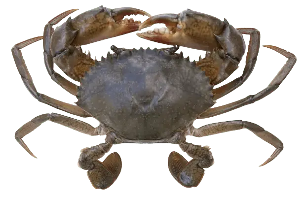 Premium Live Seafood Exporter - Mud Crab - Indoseas