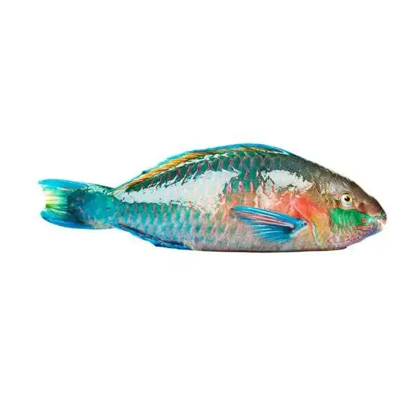 Live, Fresh, and Frozen Premium Seafood Exporter - Parrotfish - Indoseas