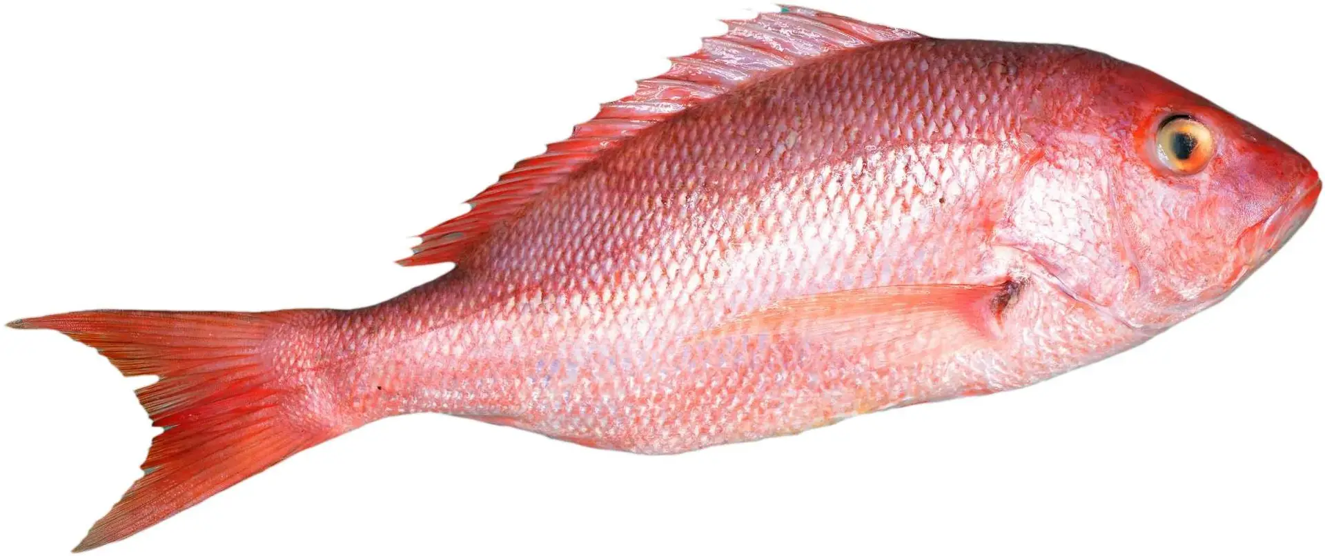 Live & Frozen Premium Seafood Exporter - Red Snapper - Indoseas