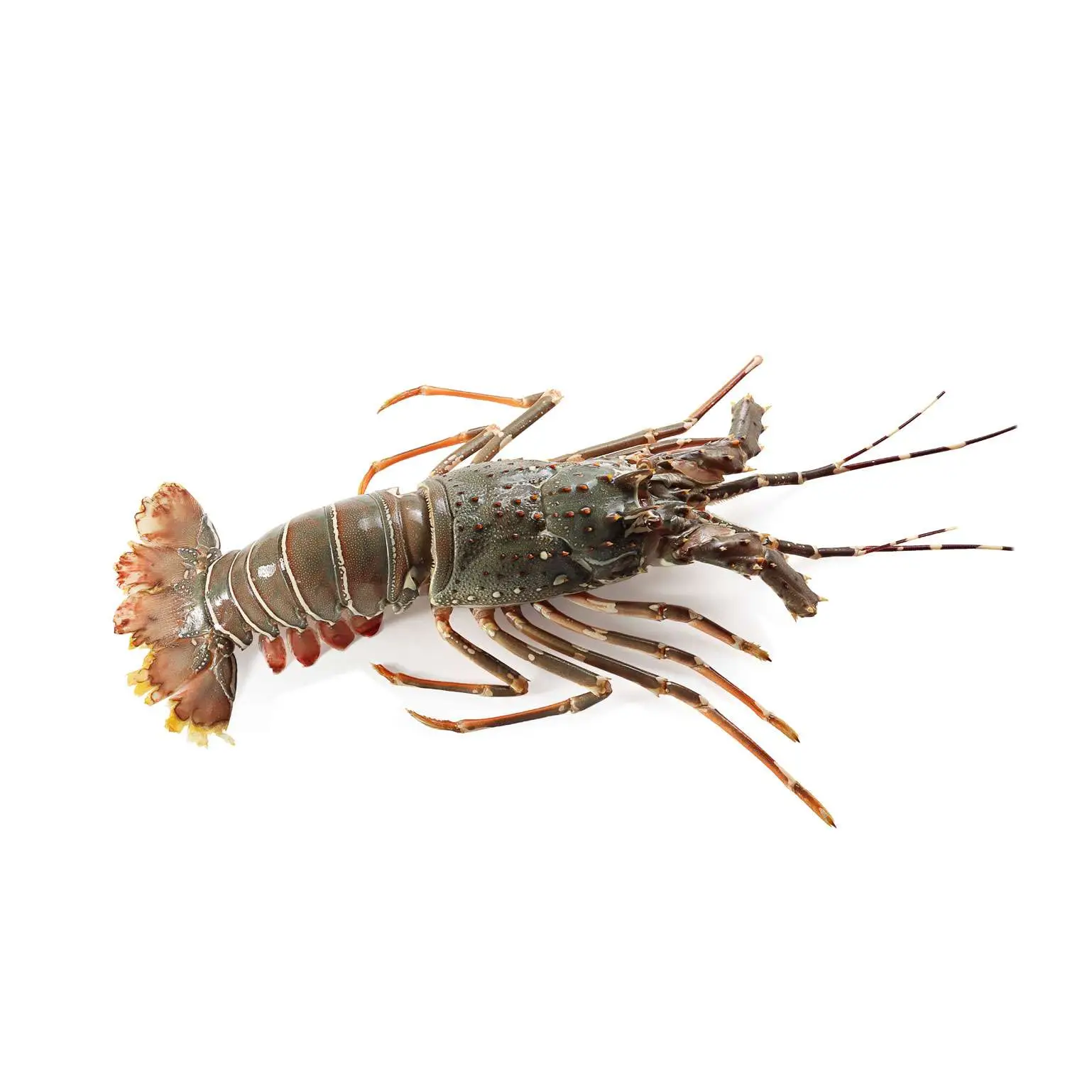 Indoseas, a leading exporter of premium seafood, provides live premium seafood: Bamboo Lobster.
