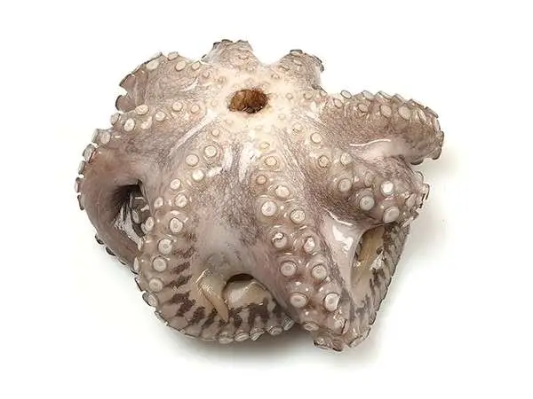 Indoseas, a leading exporter of premium seafood, provides frozen premium seafood: Octopus Flower WC.