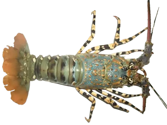 Indoseas, a leading exporter of premium seafood, provides live premium seafood: Pearl Lobster
