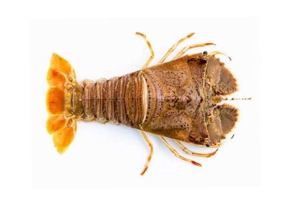 Indoseas, a leading exporter of premium seafood, provides live premium seafood: Sand Lobster.