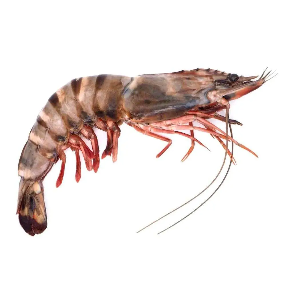 Indoseas, a leading exporter of premium seafood, provides frozen premium seafood: Tiger Prawns.