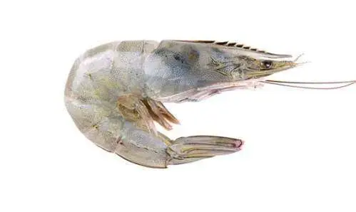 Indoseas, a leading exporter of premium seafood, provides frozen premium seafood: Vannamei Prawns.