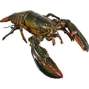 Indoseas, a leading exporter of premium seafood, provides frozen premium seafood: Slipper Lobster Whole Round